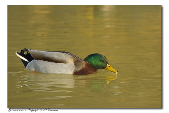 Germano reale - Anas platyrhynchos